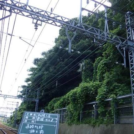 県堀 上り  伐採工事