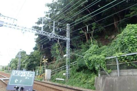 県堀 上り  伐採工事